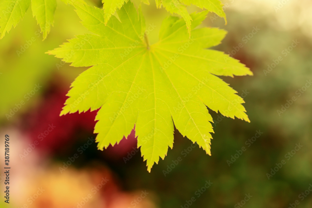 Green leaf of a plant on a blurred background. Close-up. Top view. Green leaf of a plant on a blurred background. Close-up. Top view.