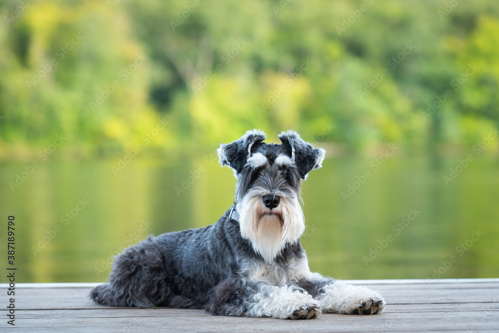 Dog laying on pier of river, green background. Mini schnauzer pup, salt and pepper; black and white obedient dog. He has a long beard and striking eyebrows. 