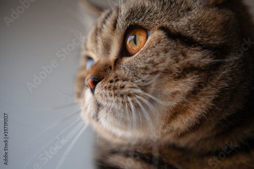 scottish straight cat portrait