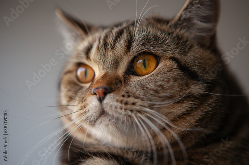 scottish straight cat portrait