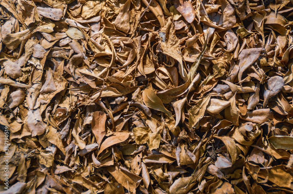 Brown dried leaves background