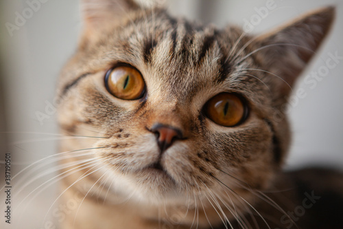scottish straight cat portrait