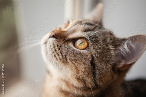 scottish straight cat portrait