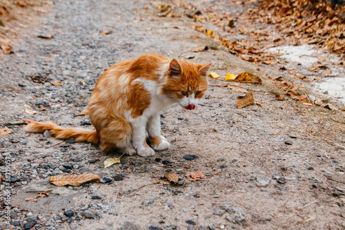 fluffy red cat with tongue on the road