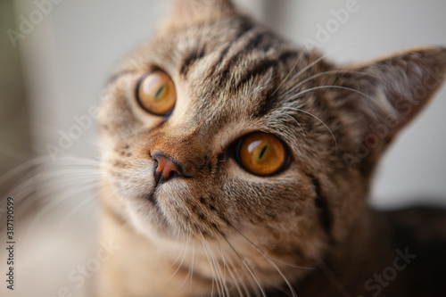 scottish straight cat portrait