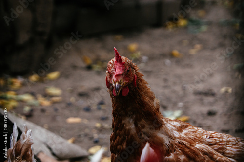 beautiful live brown hen