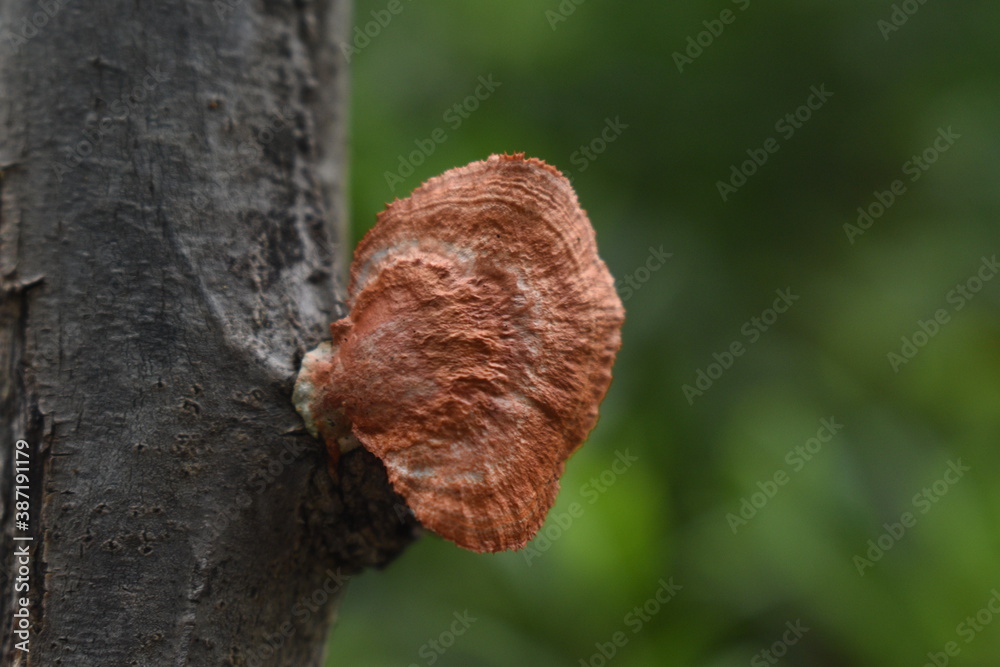 fungus mushroom on tree