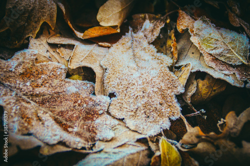 Orange leaves covered in frost, signs of the coming winter and the end of the autumn season