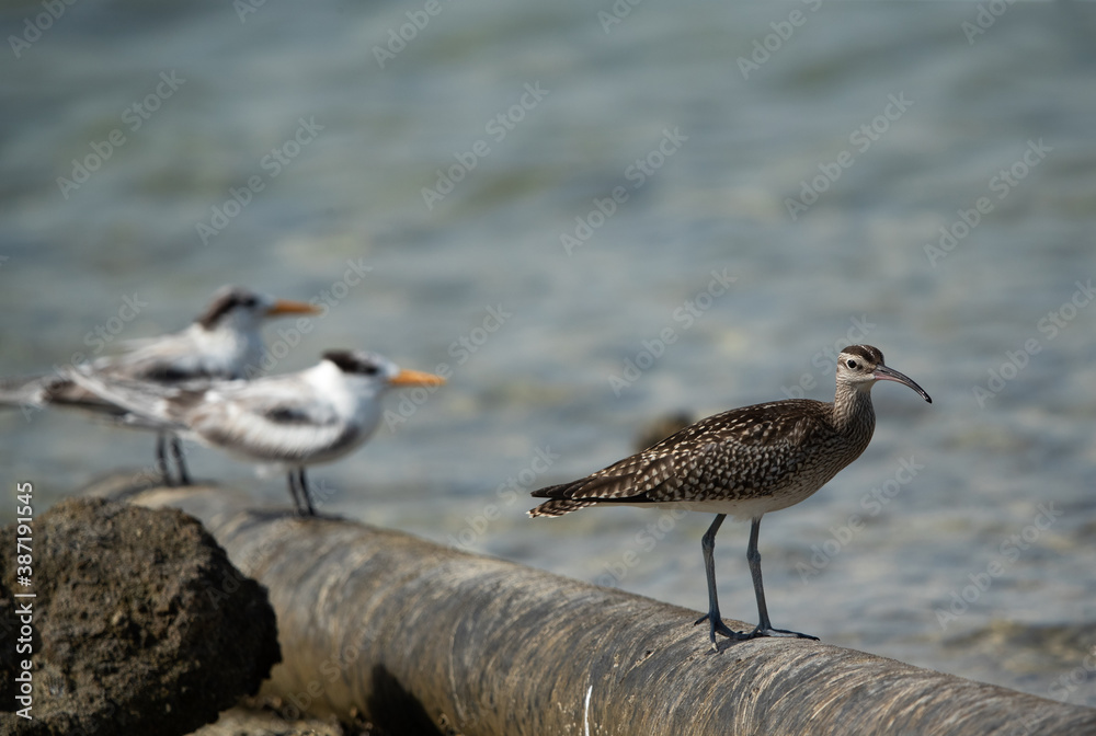 Whimbrel perched on a pipe with Greater crested tern at the backdrop at Busaiteen coast, Bahrain Whimbrel perched on a pipe with Greater crested tern at the backdrop at Busaiteen coast, Bahrain