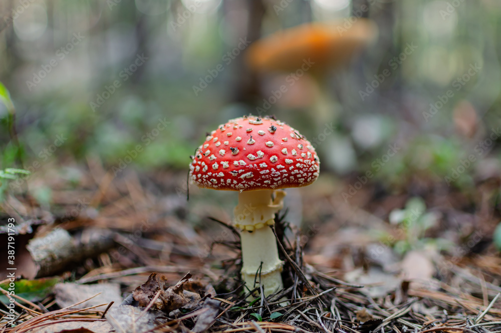 beautiful though not edible mushroom fly agaric with a round red speckled cap