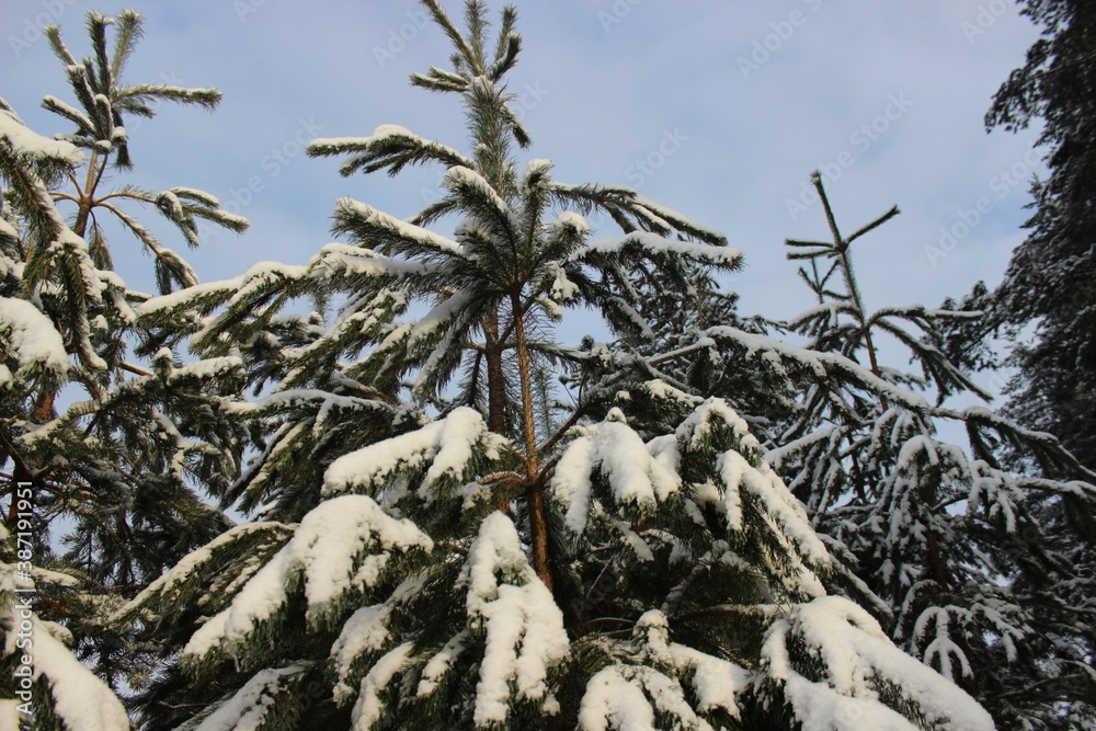 winter tree sun winter tree sun