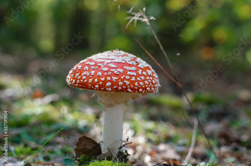 beautiful though not edible mushroom fly agaric with a round red speckled cap