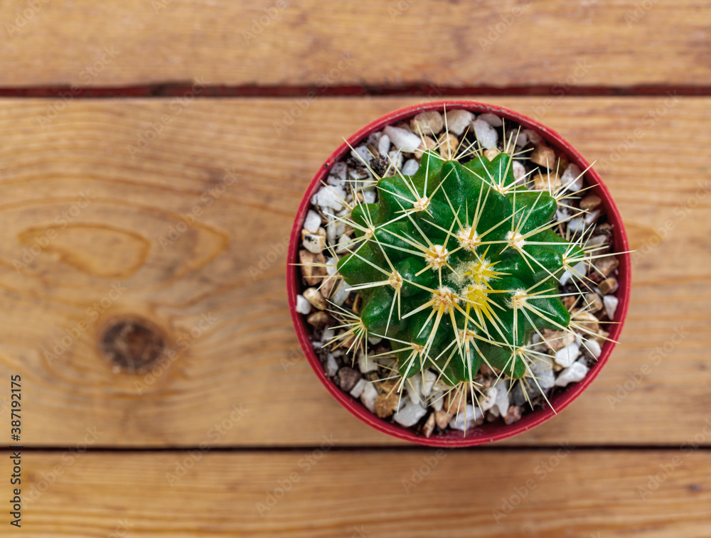cactus branch isolated on wood background cactus branch isolated on wood background