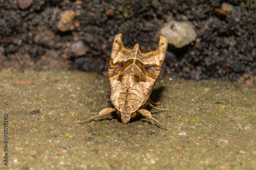 A closeup picture of a moth. Picture from Bokskogen outside Malmo, Sweden photo