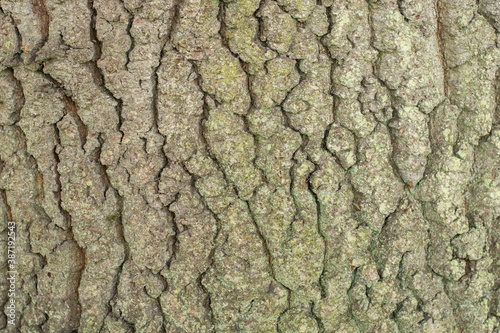 tree texture 400 years old oak