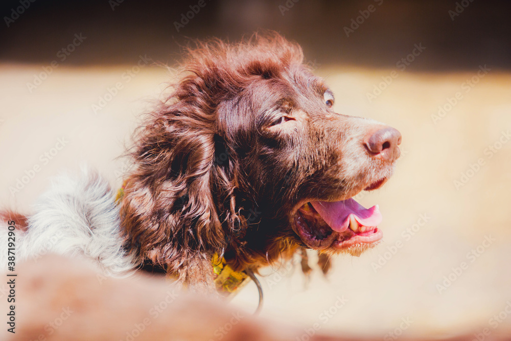 Portrait of a hunting dog close up in summer