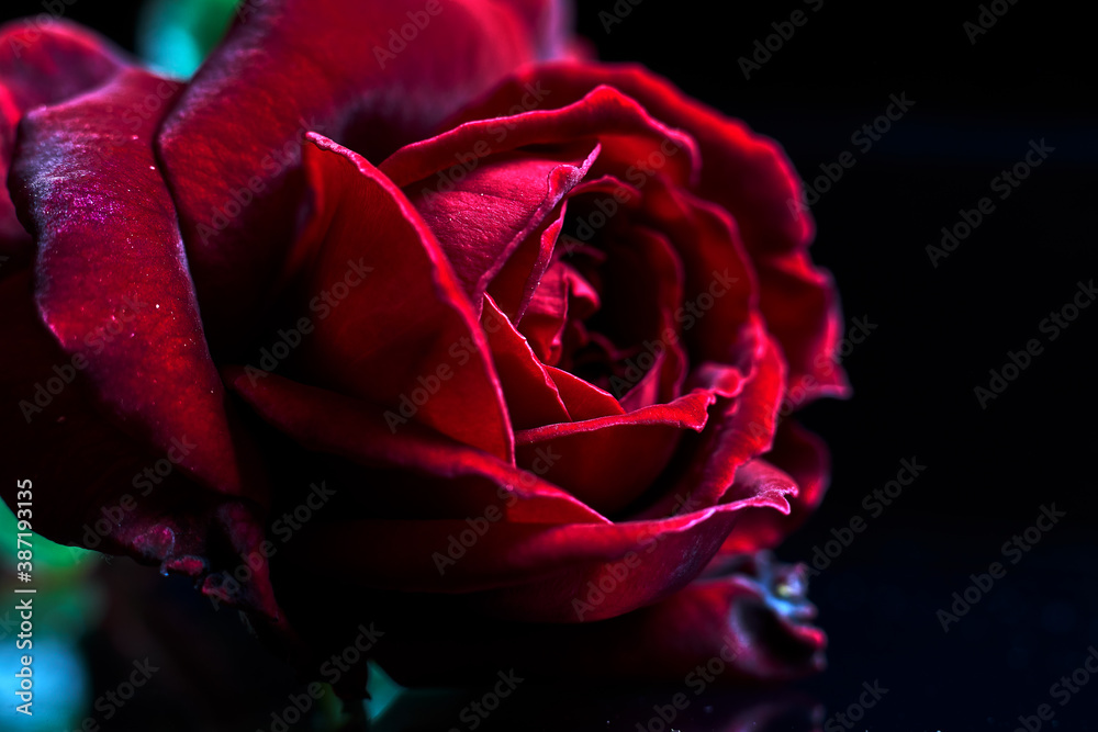 Close-up on a dark background of a beautiful rose with red petals Close-up on a dark background of a beautiful rose with red petals