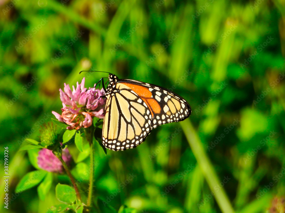 Monarch Butterfly Hangs onto Pink Wildflower on Sunny Summer Day with Green Foliage in Background Monarch Butterfly Hangs onto Pink Wildflower on Sunny Summer Day with Green Foliage in Background
