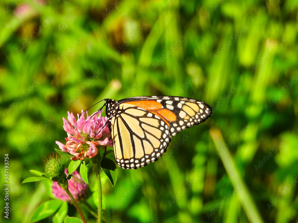 Monarch Butterfly Sits & Eats a Hot Pink Flower Showing Underside of Its Wing of Bright Yellow with Black Outline & White Spots & Top Side with Orange with Green Foliage in Background Closeup Macro Monarch Butterfly Sits & Eats a Hot Pink Flower Showing Underside of Its Wing of Bright Yellow with Black Outline & White Spots & Top Side with Orange with Green Foliage in Background Closeup Macro