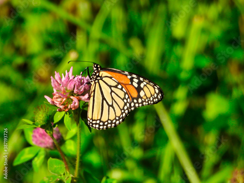  Monarch Butterfly Hangs onto Pink Wildflower on Sunny Summer Day with Green Foliage in Background
