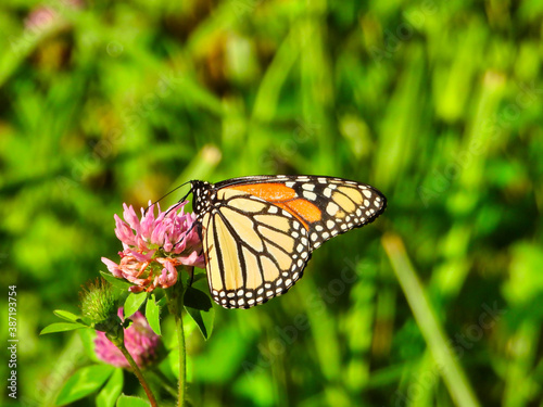 Monarch Butterfly Sits   Eats a Hot Pink Flower Showing Underside of Its Wing of Bright Yellow with Black Outline   White Spots   Top Side with Orange with Green Foliage in Background Closeup Macro