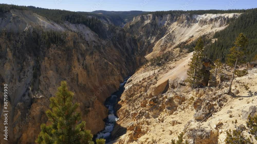 Pine tree blows gently in the foreground of the rugged Grand Canyon of the Yellowstone Pine tree blows gently in the foreground of the rugged Grand Canyon of the Yellowstone