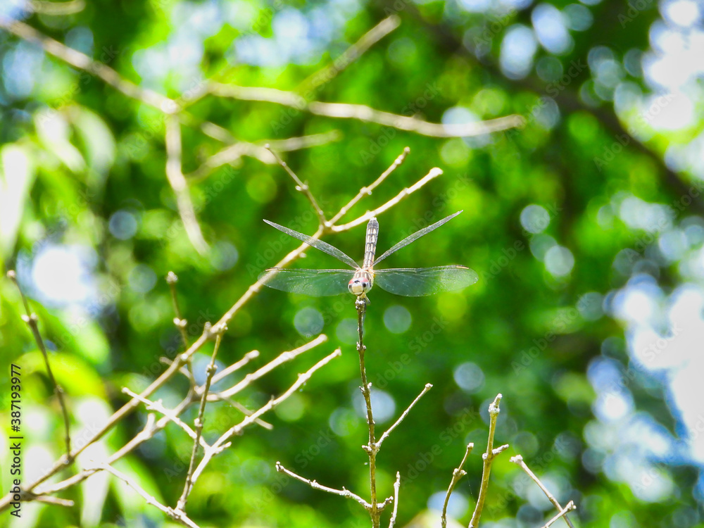 Female Blue Dasher Dragonfly with Red and Green Around Head and Eyes with Black and Yellow on Back and Tail Hangs on to the Top of a Stem Looking Forward with Green Foliage in the Background Female Blue Dasher Dragonfly with Red and Green Around Head and Eyes with Black and Yellow on Back and Tail Hangs on to the Top of a Stem Looking Forward with Green Foliage in the Background