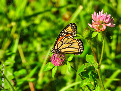Monarch Butterfly Sits and Eats a Hot Pink Flower Bloom Showing Underside of Its Wing of Bright Yellow with Black Outline and White Spots with Green Foliage in Background Closeup Macro © Jennifer Davis