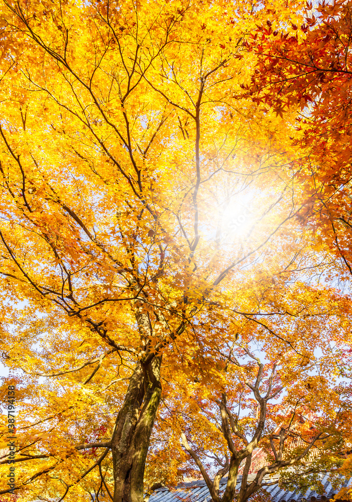 Maple tree in autumn beautiful naturally in the day. Maple tree in autumn beautiful naturally in the day.