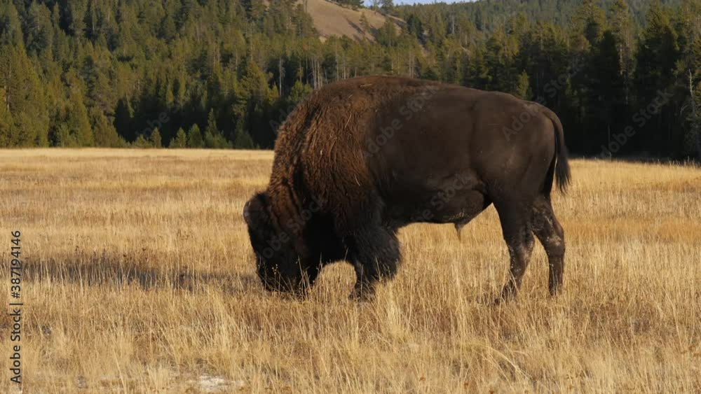 Bison (buffalo) grazing on amber fall grasses in late afternoon sun with thick pine forest in background Bison (buffalo) grazing on amber fall grasses in late afternoon sun with thick pine forest in background