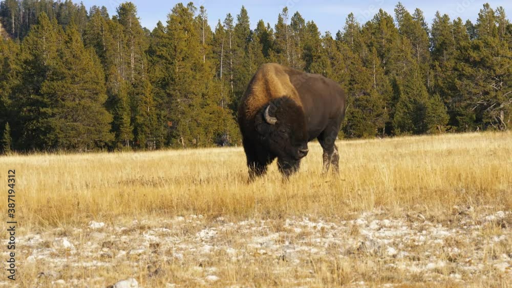 Buffalo (bison) grazing on dry amber autumn grass in pine forest in late afternoon sun Buffalo (bison) grazing on dry amber autumn grass in pine forest in late afternoon sun