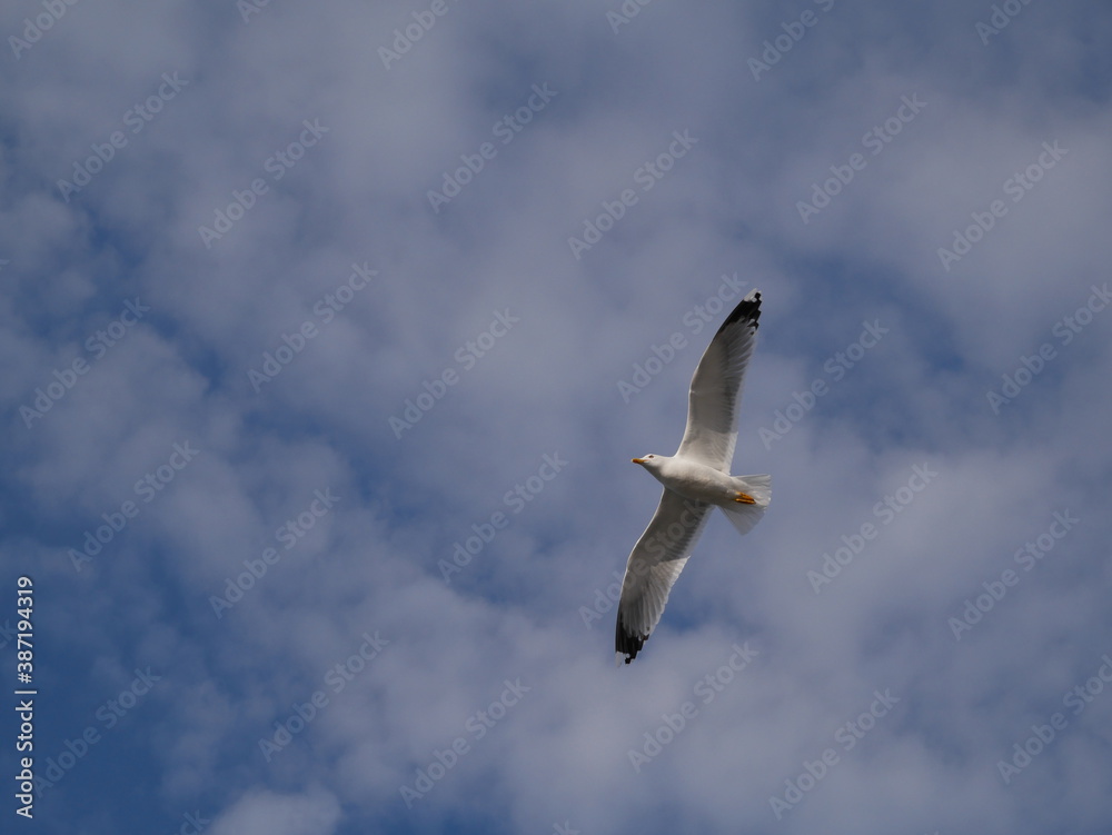 Obraz premium A large Ivory gull soars in the sky among the clouds