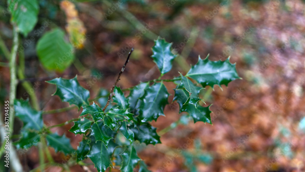 Holly in the ancient woodland, Christmas time, holiday season Holly in the ancient woodland, Christmas time, holiday season