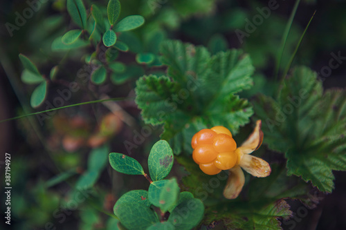 Cloudberries  photo