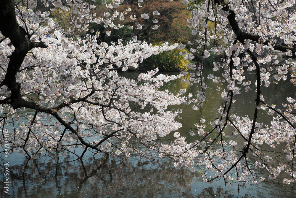 桜満開 桜満開