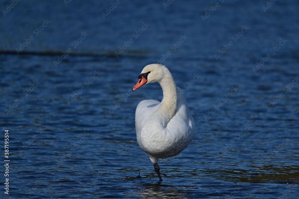 Cygne