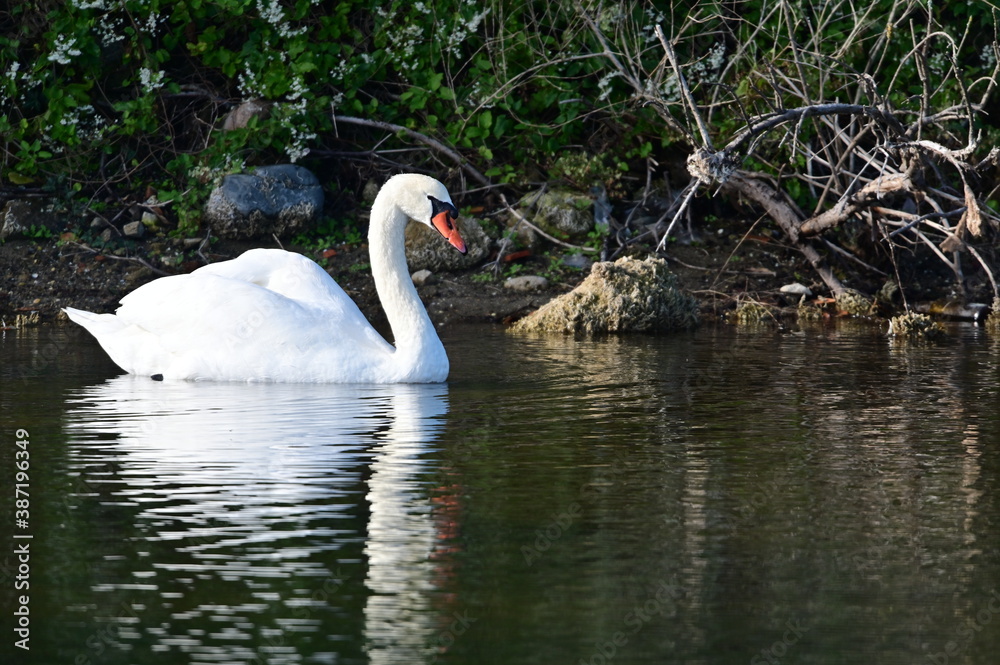 Cygne Cygne
