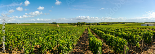 Medoc Vineyard, Medoc wine region, Nouvelle-Aquitaine, France photo