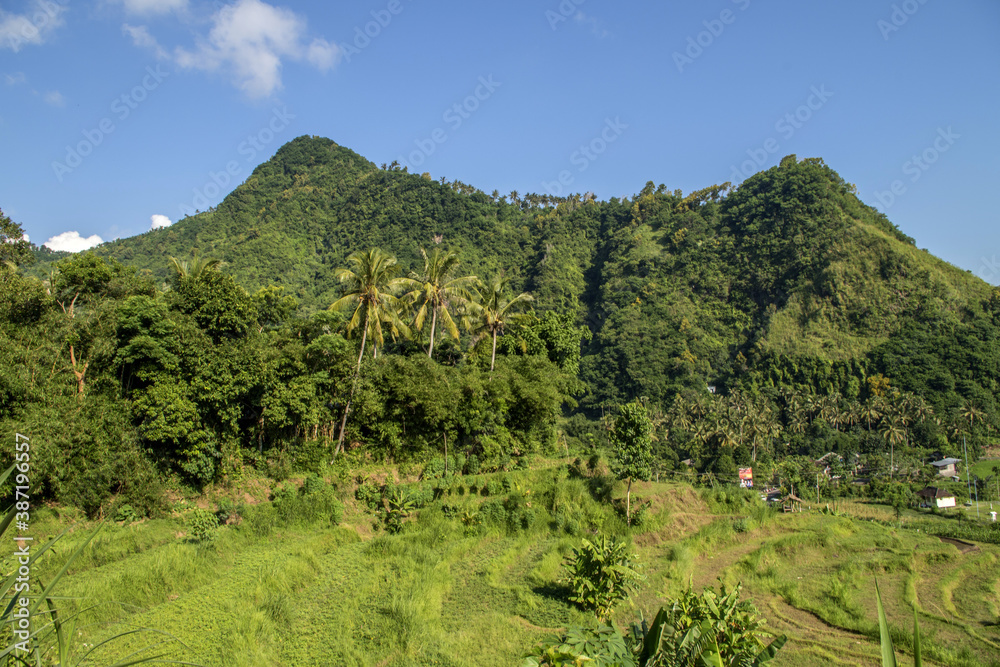 Rice fields and green hill in Bali with blue sky.