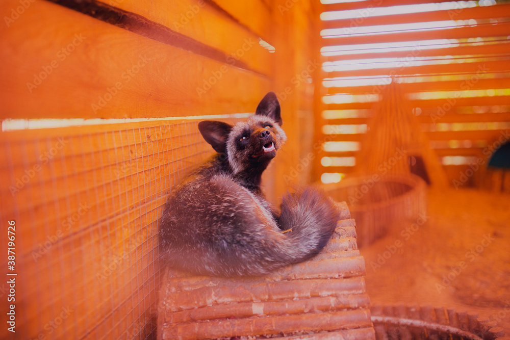 Fototapeta premium Portrait of a resting fox rescued from a fur production, close-up fox shot with a wide angle lens