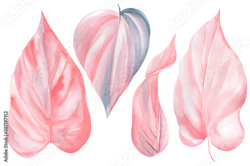 Fototapeta Naklejka Na Ścianę i Meble -  Pink set tropical leaves on white background, watercolor illustration, floral design, hand drawing