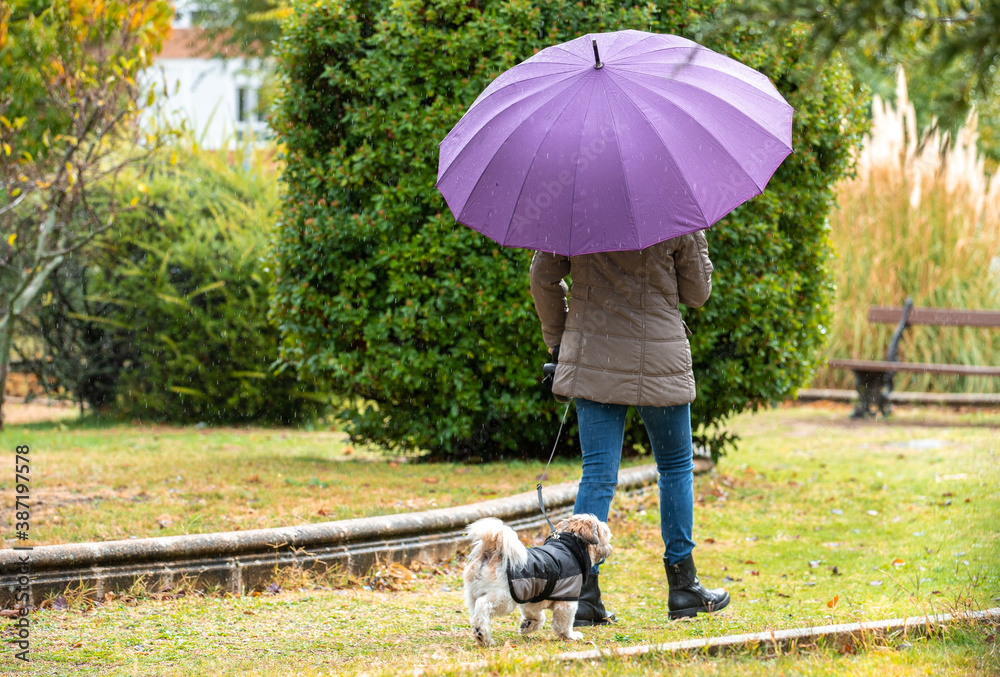 Woman with umbrella walking in the park with her dog in the rain Woman with umbrella walking in the park with her dog in the rain