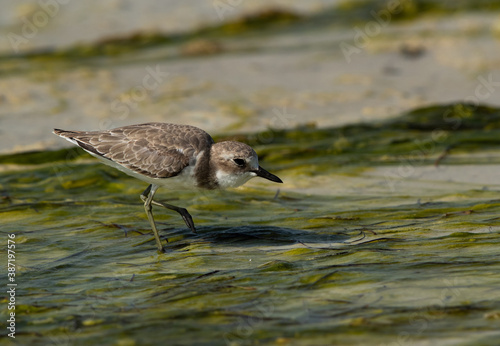 Greater sand plover on green at Busaiteen coast of Bahrain