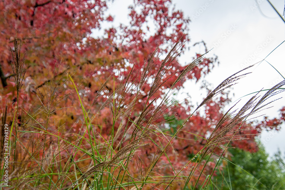 A picture of pampas grass and colorful leaves in autumn. Vancouver BC Canada
A picture of pampas grass and colorful leaves in autumn. Vancouver BC Canada
