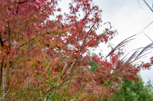 A picture of pampas grass and colorful leaves in autumn.   Vancouver BC Canada
