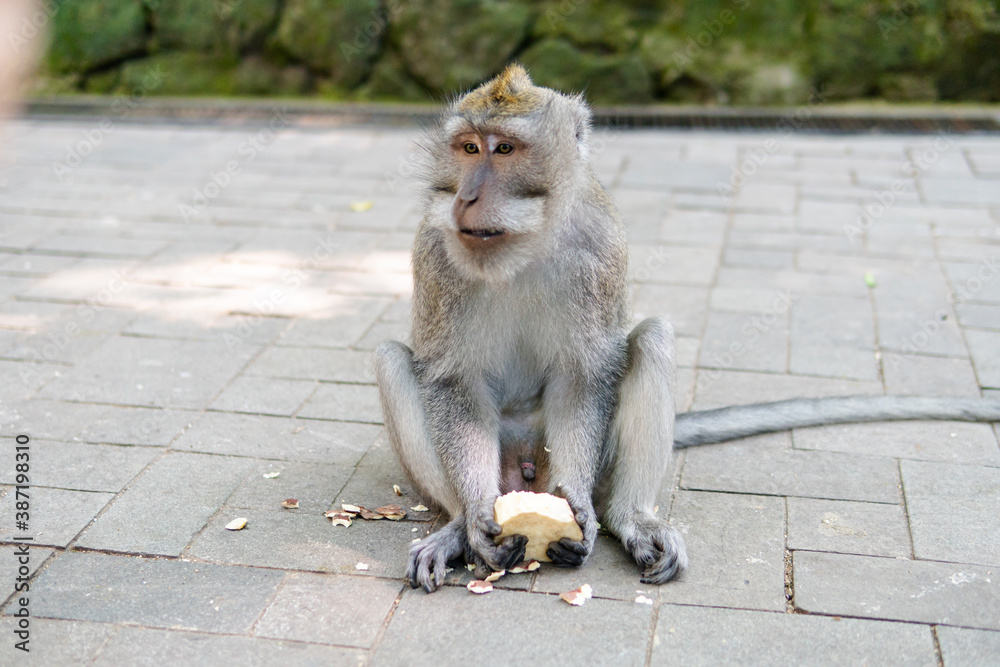 Obraz premium .behavior of monkeys in nature, reproduction and care for offspring. Tourist contact reserves with primates