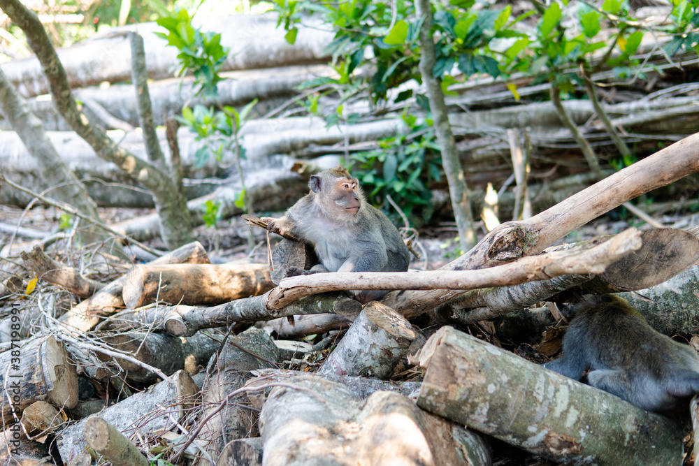 Obraz premium .behavior of monkeys in nature, reproduction and care for offspring. Tourist contact reserves with primates