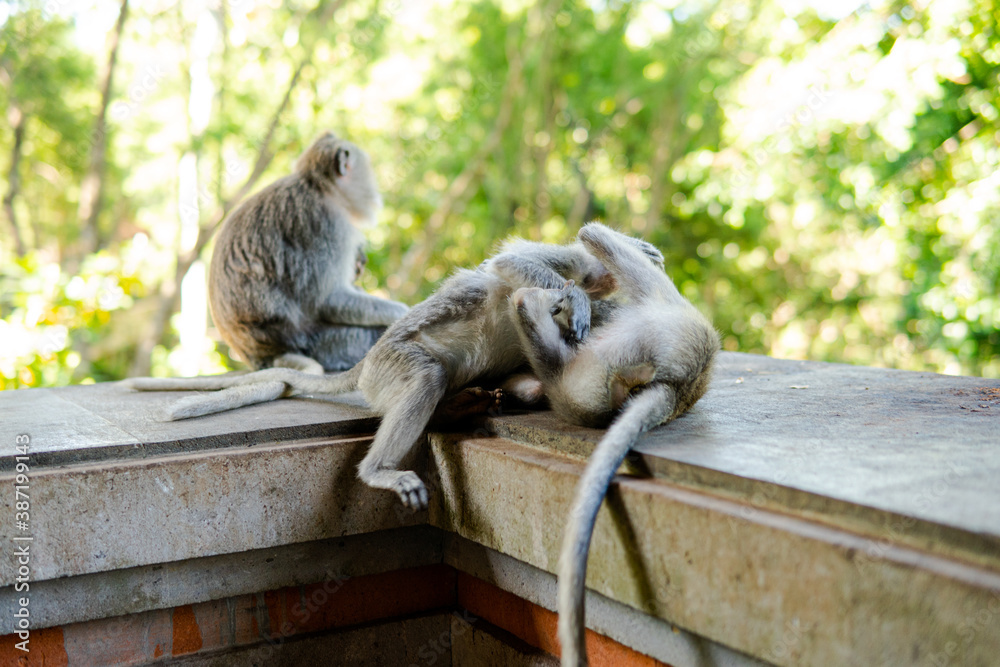 Obraz premium .behavior of monkeys in nature, reproduction and care for offspring. Tourist contact reserves with primates