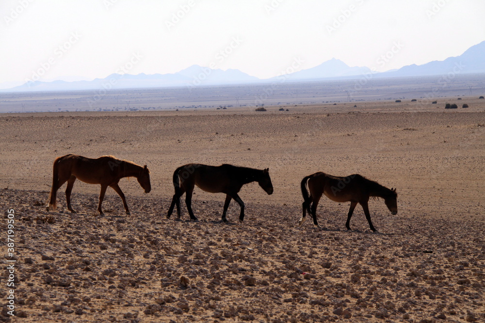 herd of horses in the desert