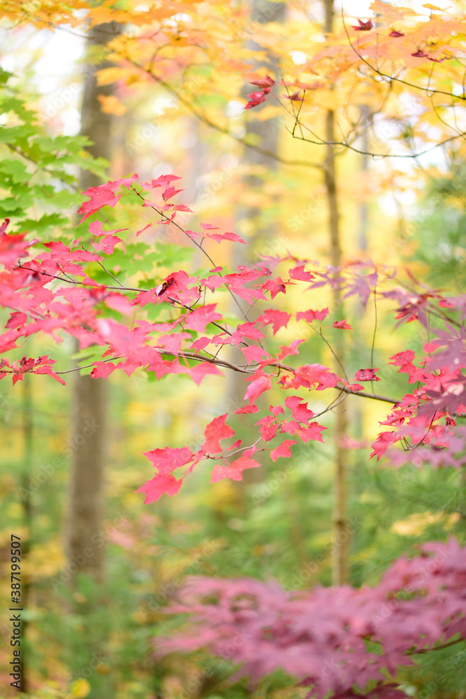 Fall Forest